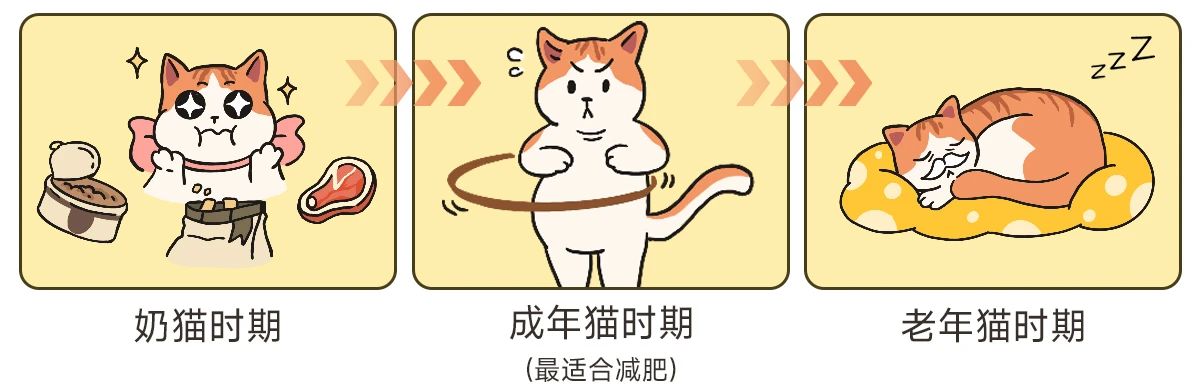 能让猫终生受益的6个好习惯